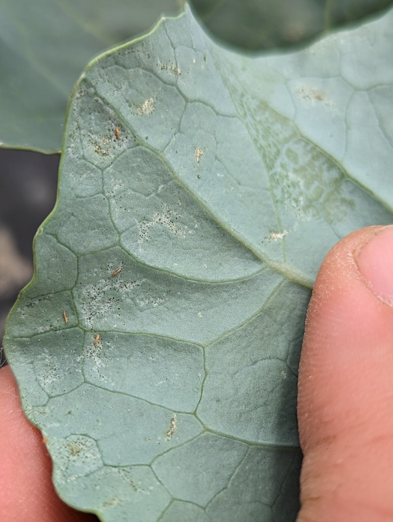 Thrips on broccoli.